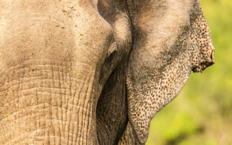 Gentle Giants in the Wild - Human-Elephant Conflict Solutions