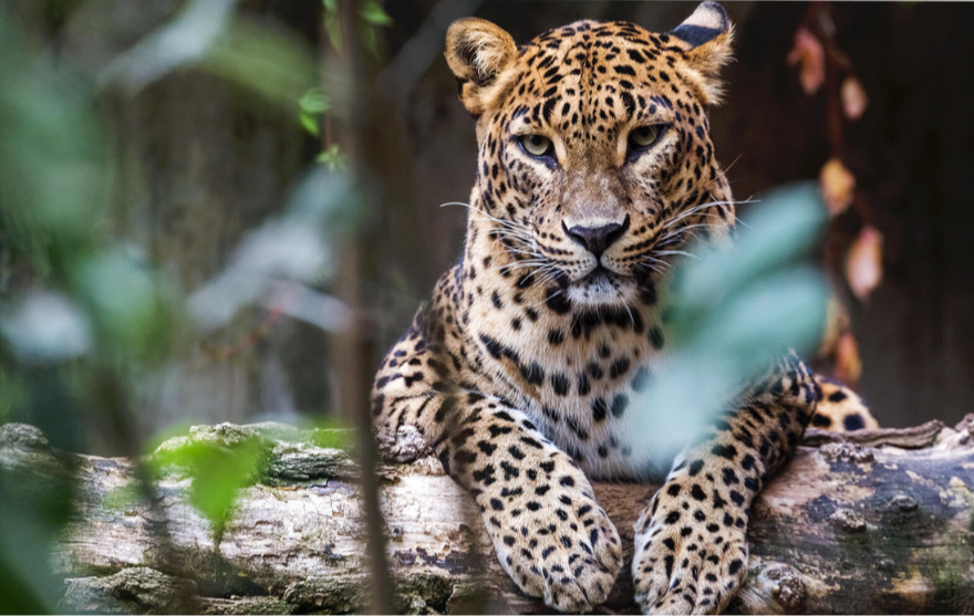 Yala National Park Block 2 Leopard Safari