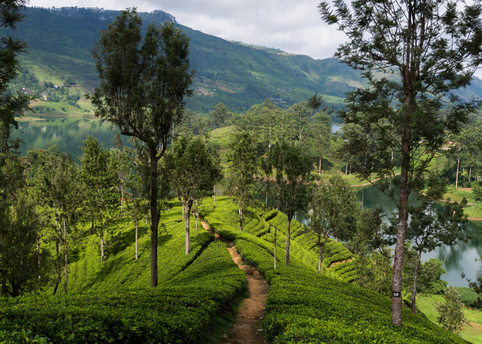 Pekoe Trail Journey with the Founder of the trail